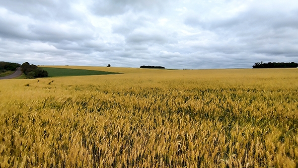 Se o clima colaborar, projeção inicial de produtividade deve ser confirmada