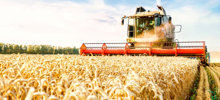 Produtividade do trigo supera  a projeção inicial