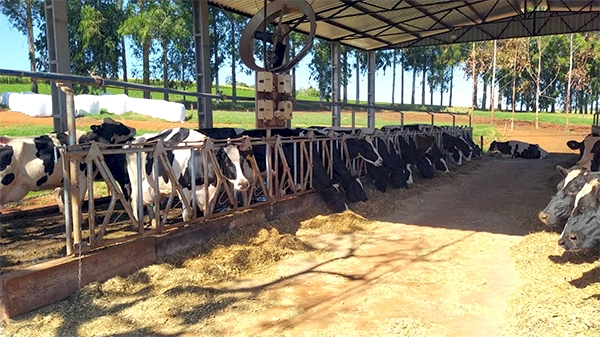 Em seis anos, metade dos produtores de leite de Alegria desistiu da atividade