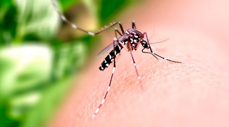 Município tem 18 casos  de dengue confirmados