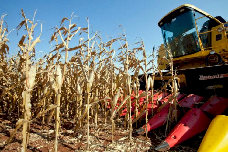 Lavouras de milho apresentam perdas de 30% na produtividade