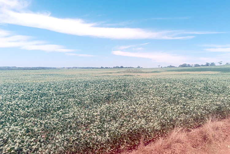 Produtores já confirmam perdas de 60% nas lavouras de soja
