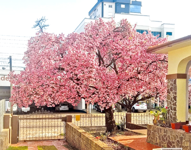 Florada das cerejeiras deixa o inverno três-maiense mais bonito e encanta a comunidade