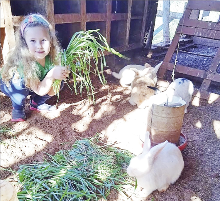 Animais furtados da Escola Bem Viver  Caúna são recuperados pela Polícia Civil