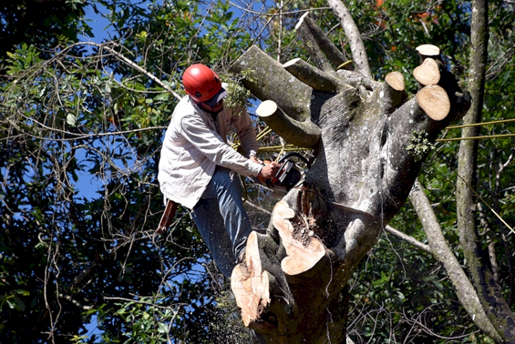 Secretaria orienta sobre procedimentos para remoção, poda e manejo de árvores