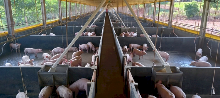 Três de Maio produziu 36,6 mil suínos ao abate em 2025