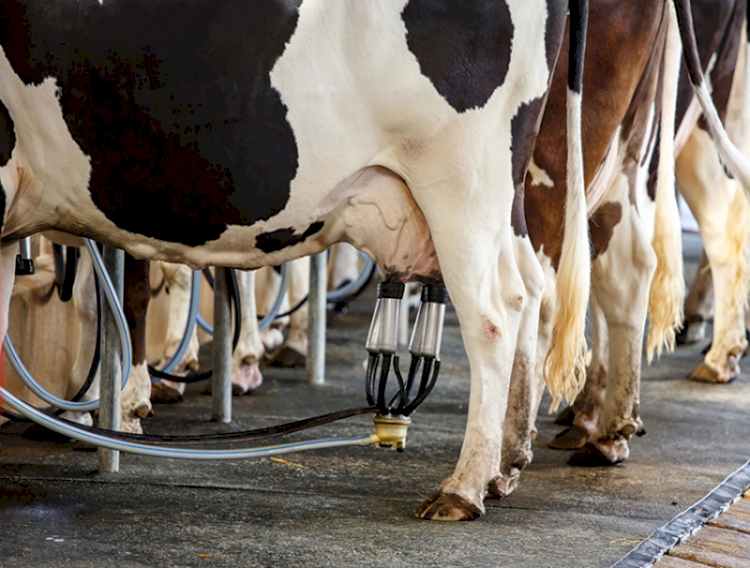 Em cinco anos, 19% dos produtores de leite três-maienses abandonaram atividade