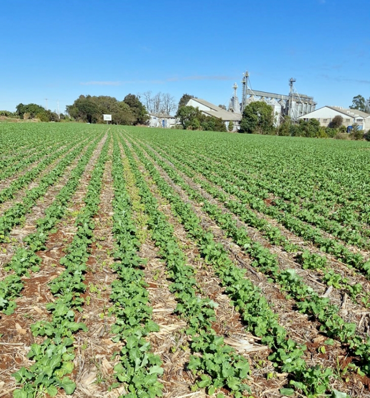 Área de canola safra 2026 é maior  já registrada em Três de Maio