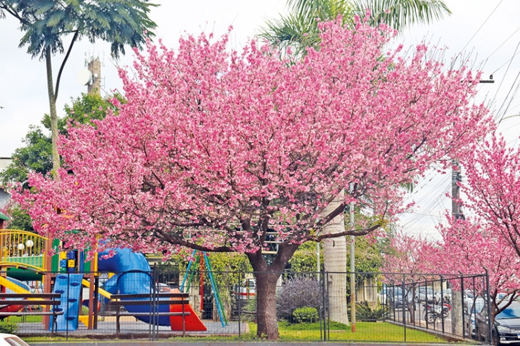 Três de Maio amplia arborização com plantio de 115 cerejeiras  japonesas na Rua Padre Cacique